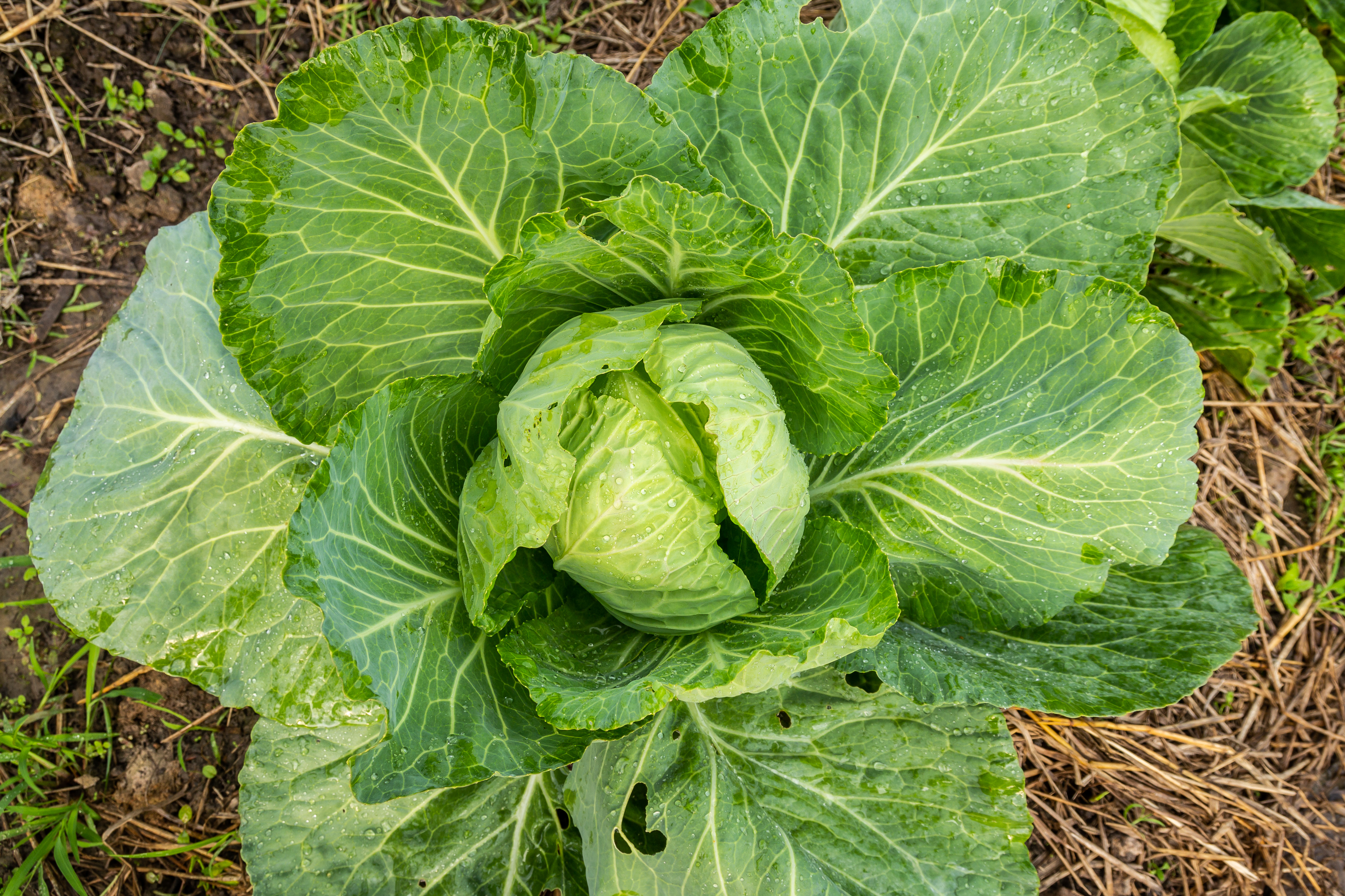 Cabbage