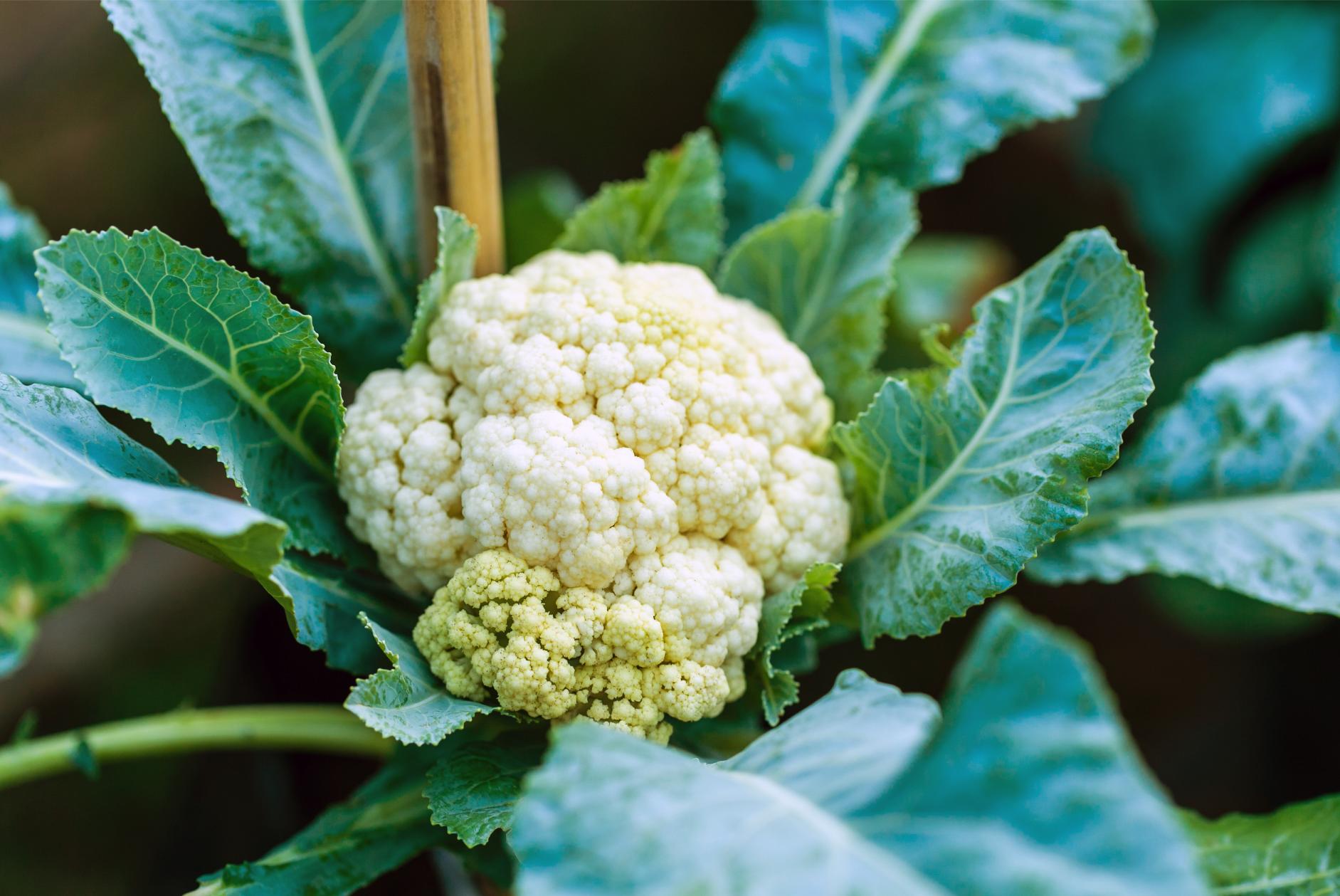 Cauli flower