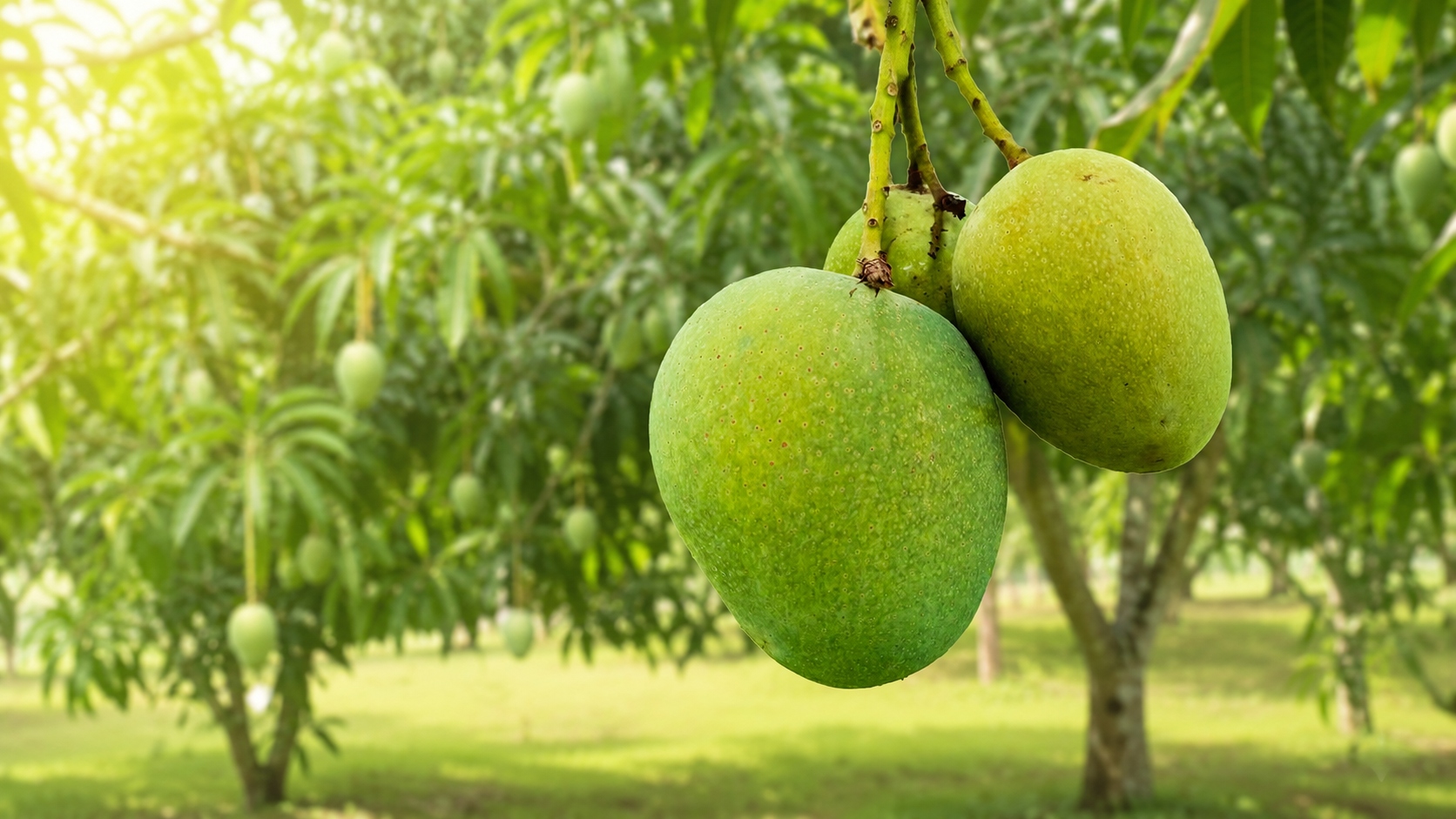 Himsagor Mango (High-Value Crop)