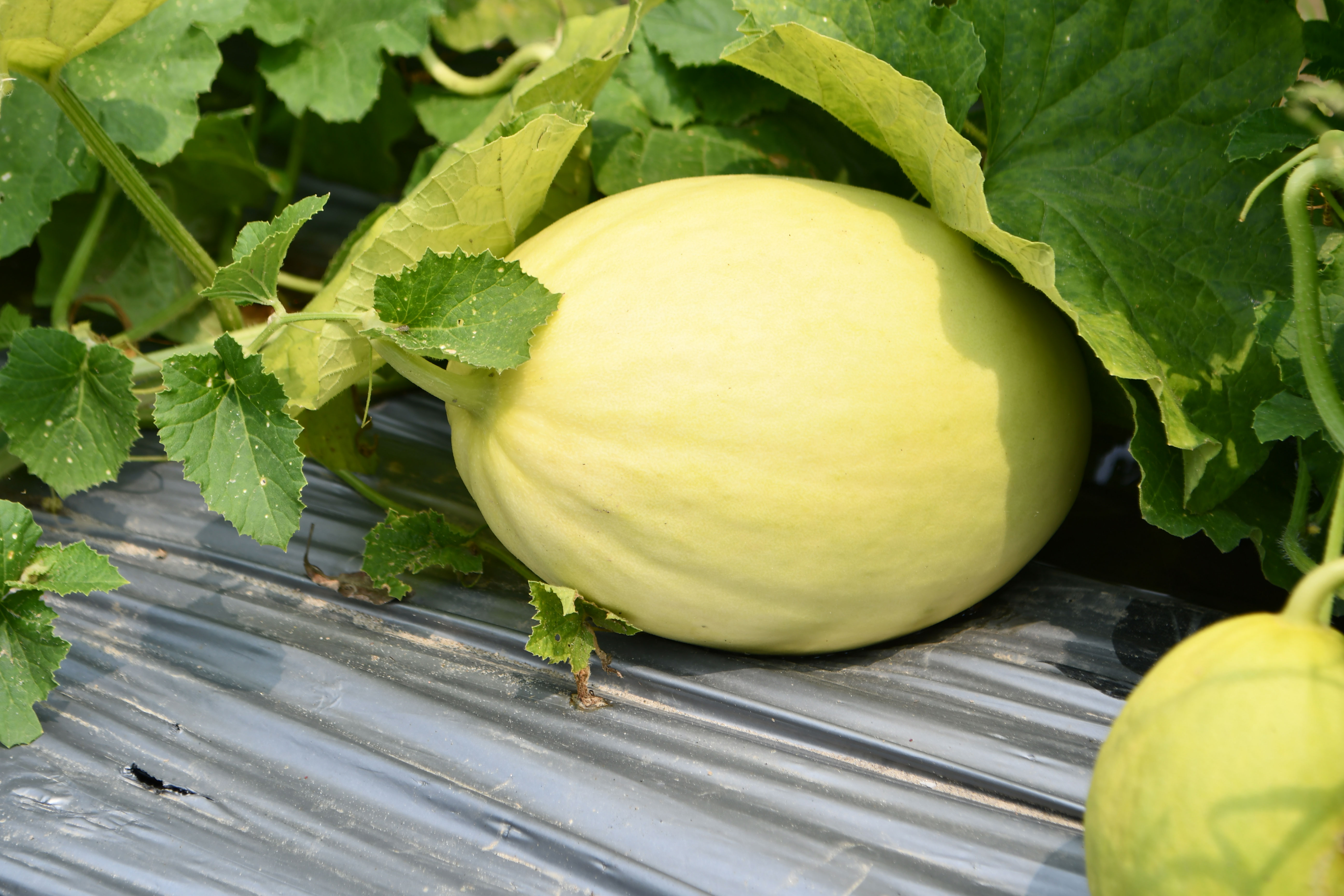 Honeydew Melon