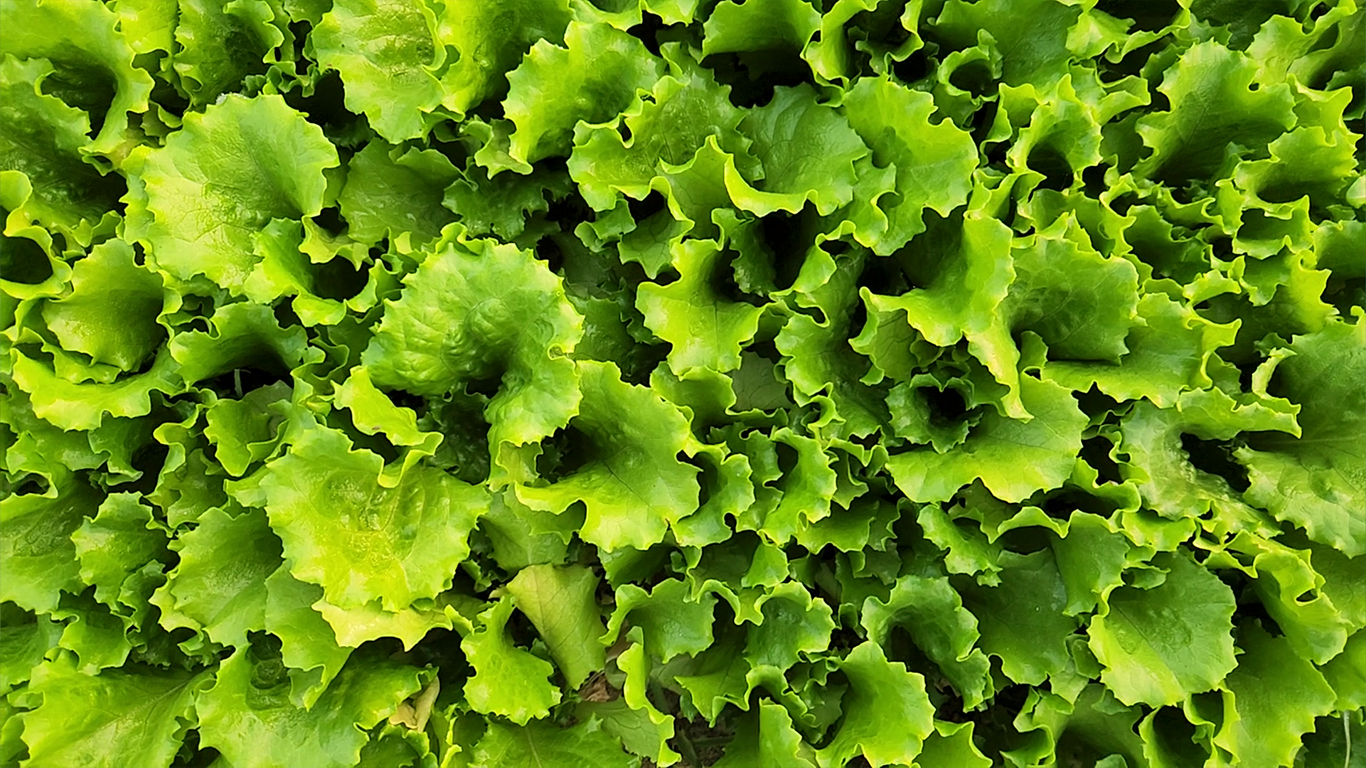 Lettuce