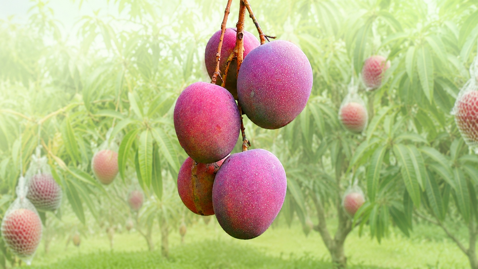 Miyazaki Mango (High-Value Crop)