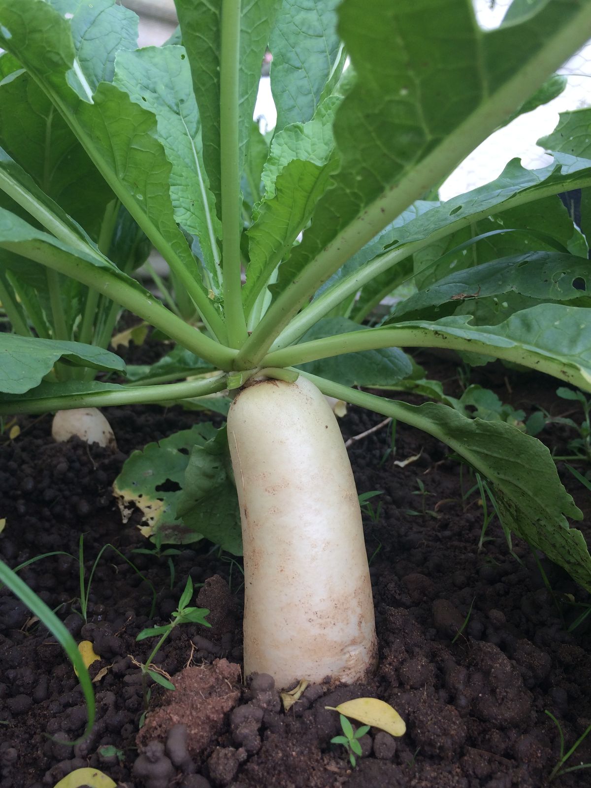 Radish