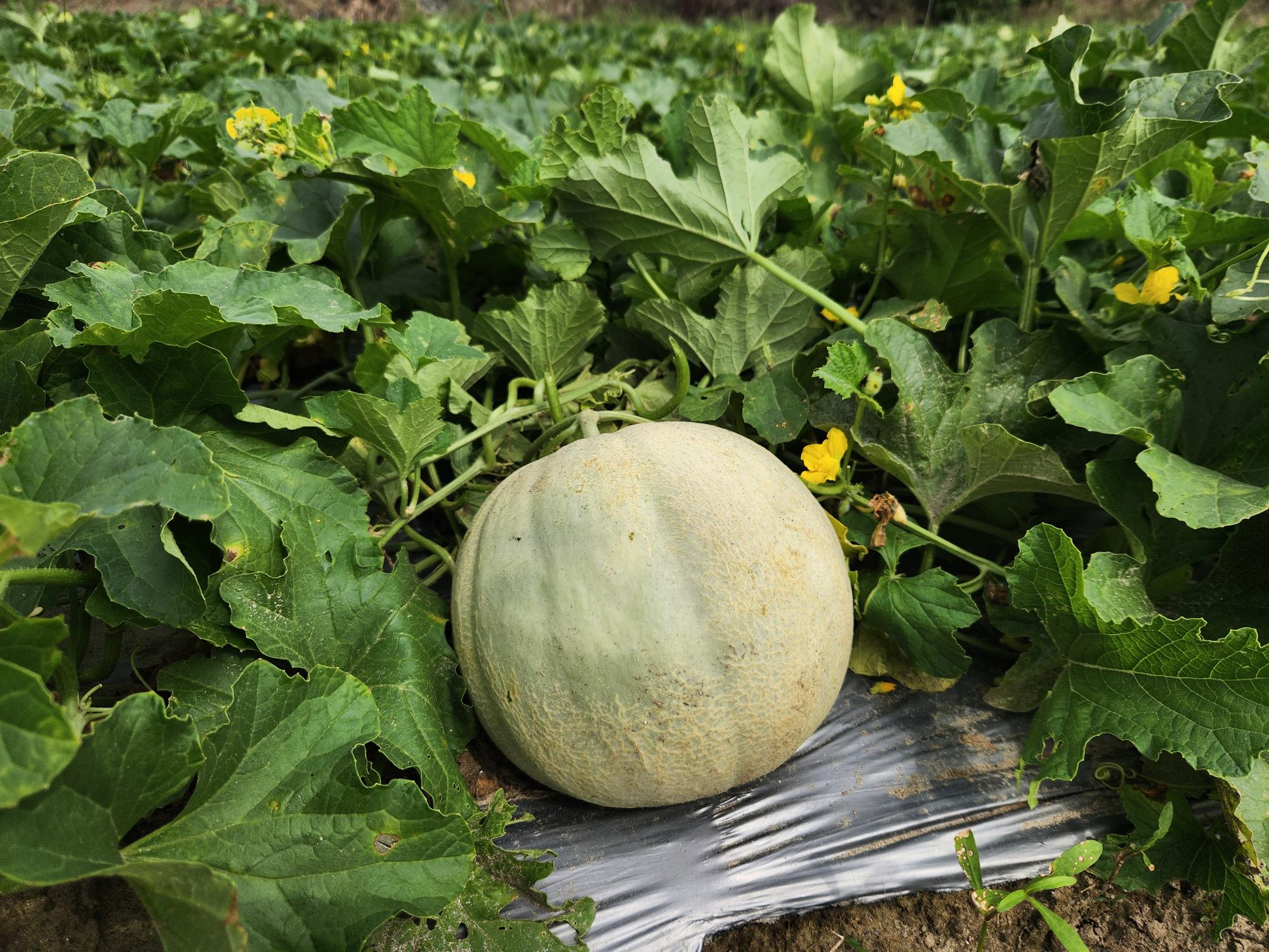 Rock Melon (Cantaloupe)