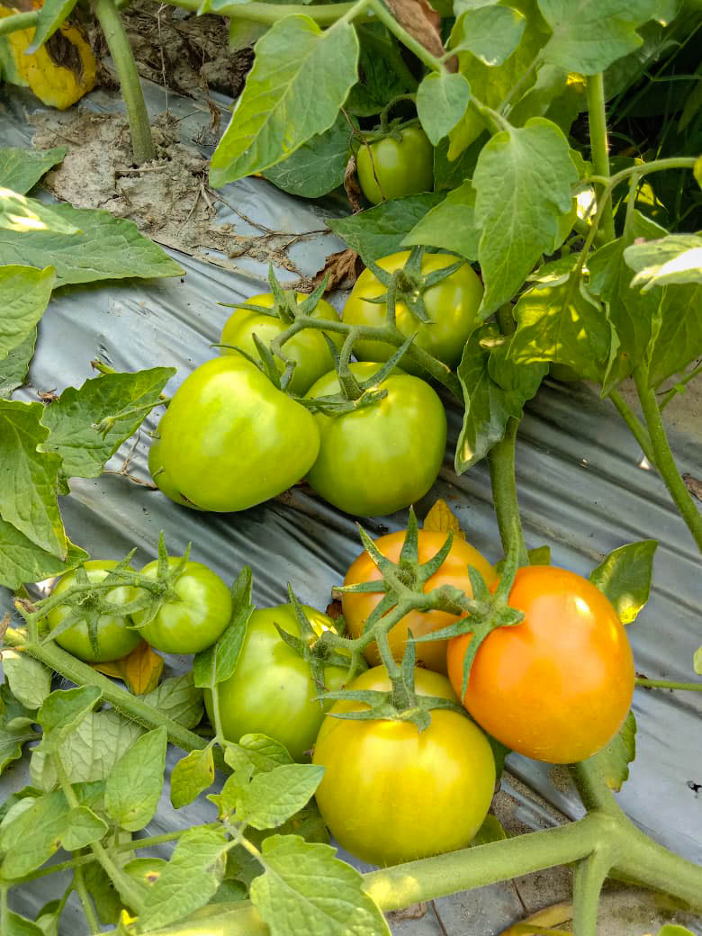Tomatoes