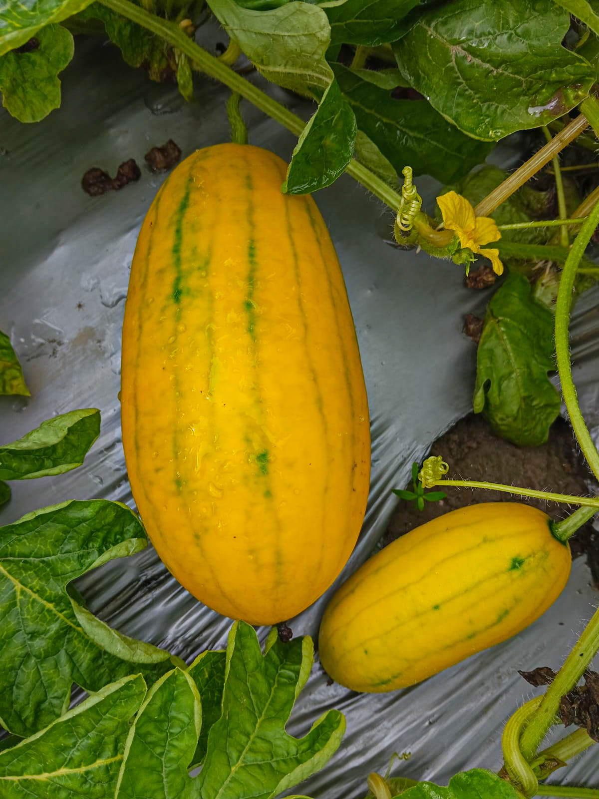 Yellow Watermelon